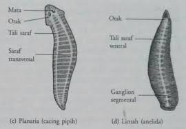Jenis soal tentang sistem saraf pada hewan ini terdiri dari dua jenis soal, yaitu soal pilihan ganda (multiple choice) dan soal essai atau uraian. Sistem Saraf Pada Cnidaria Echinodermata Platyhelminthes Anelida Arthropoda Dan Moluska Info Pendidikan Dan Biologi