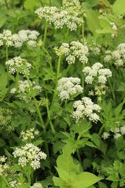 Image result for Oenanthe