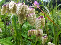 Image result for Danthoniopsis chimanimaniensis