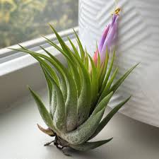 Image result for Tillandsia