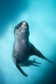 Leopard Seal Antarctica Leopard Seal Sea Animals Sea Mammal