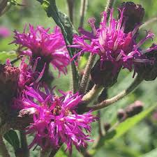 Image result for Vernonia myriantha
