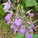 Image result for Brillantaisia cicatricosa