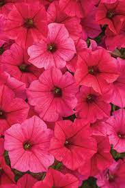 Supertunia Vista Paradise Petunia Hybrid Petunias Flower Landscape Annual Flowers