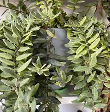 Image result for Aeollanthus repens