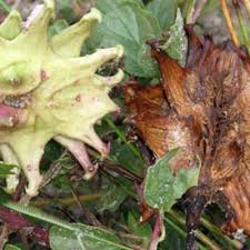 Image result for Harpagophytum zeyheri