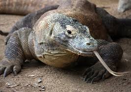 Cloud native cyber security platform. Komodo Dragon In Zoo Komodo Dragon At Taronga Zoo Sydney Australia Sponsored Zoo Dragon Komodo Taronga Aus Komodo Dragon Komodo San Antonio Zoo