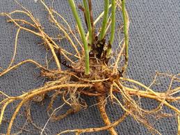 Image result for Indigofera fulvopilosa