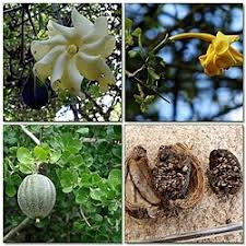 Image result for Garcinia volkensii