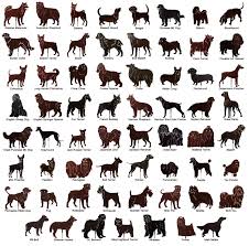 25 Images Dog Breed Chart