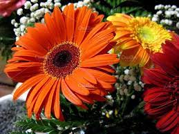 Gerbera Blossom Flower Plant Photo Blossom Flower Planting Flowers Gerbera