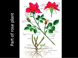 Mi miftahul ulum adalah salah satu sekolah yang berada di jombang. Konsep 27 Deskripsi Bunga Mawar