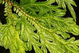 Image result for Selaginella vogelii