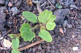 Image result for Pelargonium alchemilloides