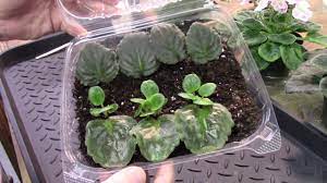 African Violets Pulling Babies And Planting 1 Youtube African Violets Plants Indoor Flowering Plants