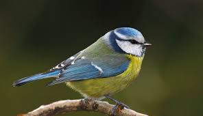 C'est un plaisir tout en couleur et en musique ! Comment Attirer Les Oiseaux Au Jardin 3 Astuces Faciles