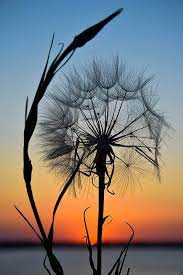 Bidang bunga dandelion dan daisy, bunga rumput dandelion, padang rumput daisy dan dandelion, tanaman herba, putih png. Dandy Lion By Skip Hunt In 2021 Dandelion Painting Nature Photography Flowers Lion Flower