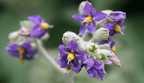 Image result for Solanum mauritianum