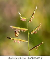 Image result for Urochloa serrata