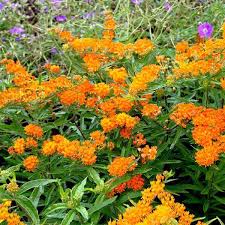 Image result for Asclepias longissima
