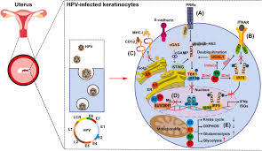 Infection with the human papillomavirus (hpv) is the main risk factor for cervical cancer, but it does not always cause the disease by itself. Hpv Post Infection Microenvironment And Cervical Cancer Sciencedirect