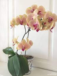 How To Grow Orchids A Beginner S Guide Sand And Sisal Indoor Orchids Growing Orchids Orchid Plants