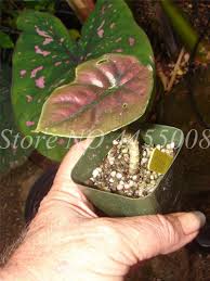 See more ideas about plants, planting flowers, elephant ear plant. Heirloom Alocasia Macrorrhiza Green Giant Taro Indoor Plants Elephant Ear Taro Bonsai Vegetable Rare Calla Bonsai 20 Pcs Bag Buy At The Price Of 0 10 In Aliexpress Com Imall Com