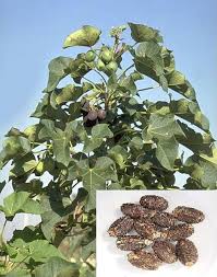 Image result for Jatropha scaposa