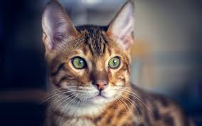 Kedilerde Kulak Bakimi Kedi9 Com
