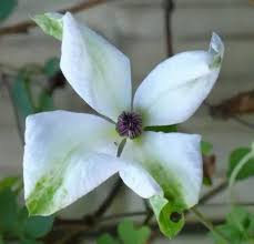 Image result for Lankesteria alba