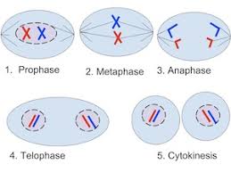 Sister chromatids remain attached at the centromere; Eukaryotic Cell Division Study Com