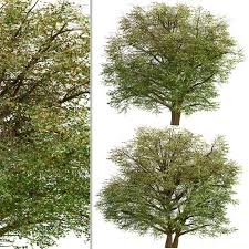 The hawthorn is an attractive large shrub or small tree. Set Of Hawthorn Trees Crataegus 2 Trees 116402 3d Model Download 3d Model Set Of Hawthorn Trees Crataegus 2 Trees 116402 116402 3dbaza Com
