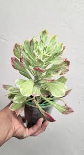Image result for Monadenium laeve