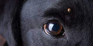 Engorged tick a tick will need to remain attached to its host at least 36 to 48 hours to take a complete blood meal. How To Get Rid Of A Tick On Dogs What To Do For Tick Bites On Dogs