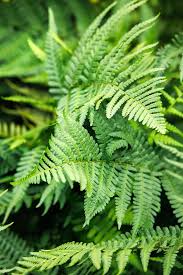 Image result for Ficinia filiformis