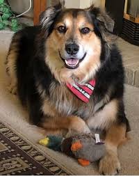 Calendar submission for Chadwick (aka Buddy #7) rescued 2018. He rescued  me..... I couldn't imagine my life without him. With his siblings.