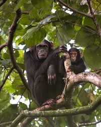 Virunga's Eastern Chimpanzees: Nesting and Distribution