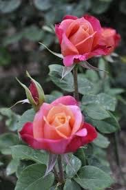 Pin By Olga Hoites On 1 A File General Beautiful Rose Flowers Roses Garden Care Amazing Flowers