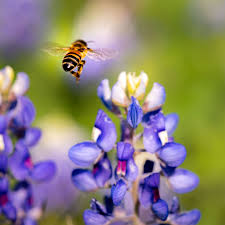 The best strategy is to have some plants blooming at all possible times so that it is. Bees And Bluebonnets Denise L Moore The Texas Wildflower