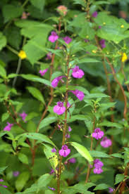 Image result for Impatiens balsamina