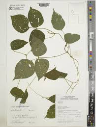 Image result for Vigna gracilis