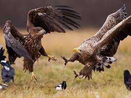 I Took This Image During My Last Trip To Poland Where I Was Amazed By These Birds It Seems Like Every One Of White Tailed Eagle Eagle Pictures Birds Of Prey