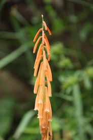 Image result for Kniphofia princeae