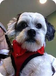 Maybe you would like to learn more about one of these? Youngstown Oh Shih Tzu Lhasa Apso Mix Meet Toots A Dog For Adoption Http Www Adoptapet Com Pet 17372355 Youngstown Ohio Shih Shih Tzu Pets Pet Adoption