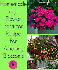 Best fertilizer for flowers uk. Homemade Flower Fertilizer Flower Fertilizer Homemade Plant Fertilizer Fertilizer For Plants