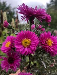 Image result for Asters `Jenny