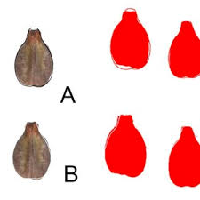 Image result for Crepidorhopalon namuliensis