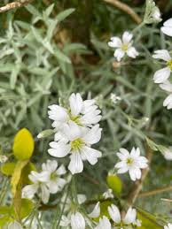 Image result for Cerastium