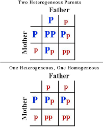 The punnet square shows the possible genotypes of the offspring. Pin On Genetics Nursing