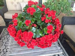 Ruby Begonia Floral Wreath Floral Begonia